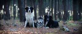 chien en foret l'automne