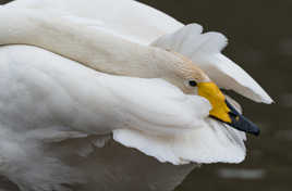 La toilette du cygne chanteur