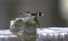 Chardonneret élégant