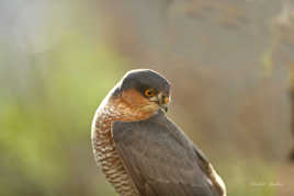 épervier d'Europe male