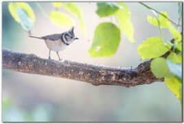 Mésange huppée de noël