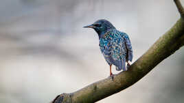 Quand l'étourneau prend la pose