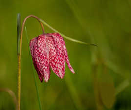 La Fritillaire revêt sa robe de printemps