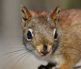 Regarde moi dans les yeux....