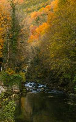 C est l automne