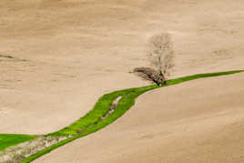 L'arbre et son ombre