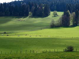 paturages du Haut Doubs