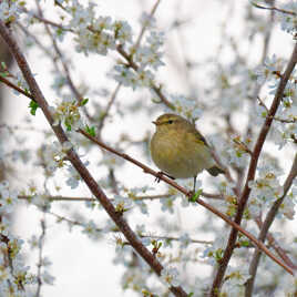 Un pouillot au printemps.