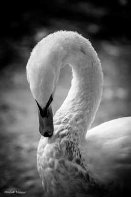 Le cygne