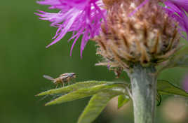 Insecte volant aux yeux bleus