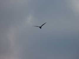 L'oiseau au dessus de la rivière de londres