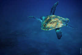La tortue