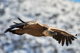 Si j'avais pu voler...