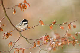 Mésange noire(Periparus ater) Coal Tit