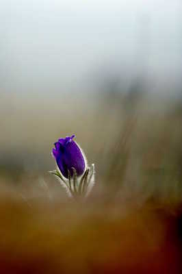 Petite anémone pulsatille