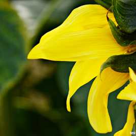 En jaune et vert