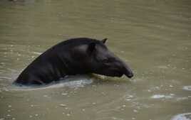 Tapir au bain