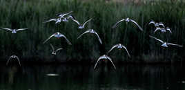 hééé , mais partez pas !