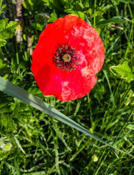 coquelicot