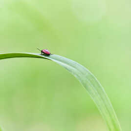 Point rouge-carré vert