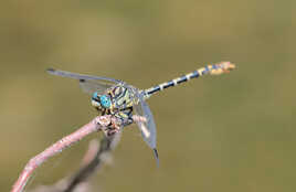 Onychogomphe à pinces