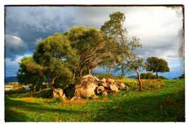 Le minéral et le végétal