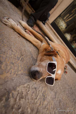 Chien sicilien en pleine sieste