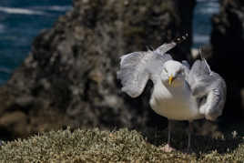 Le goéland...Popeye