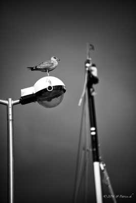 La mouette et le skipper