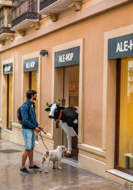 Ale-Hop, disait la vache...