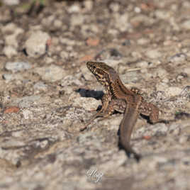Lézard des murailles