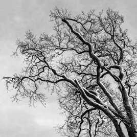 un arbre en hiver