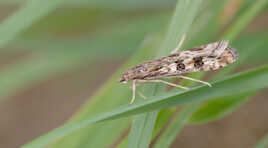 Pyrale de la luzerne