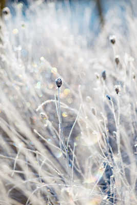 La fée des Neiges a laissé son empreinte