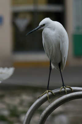 Aigrette au port