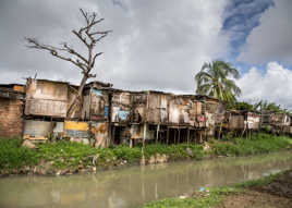 Un arbre dans la favela