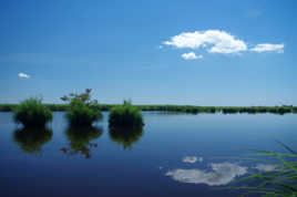 Marais de la Brière