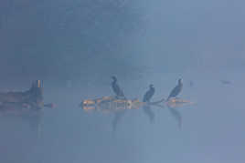 cormorans dans la brume matinale