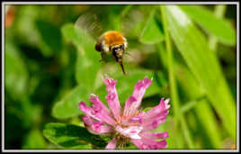 Ravitaillement en vol