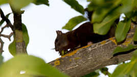 Jamais tranquille...