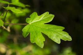 Feuille de chêne