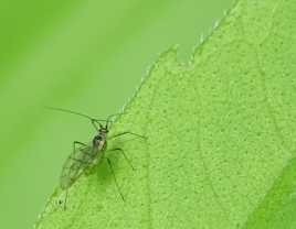 Moucheron sur feuille de topinambour . . .