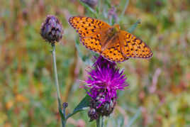c'est l'été ça butine