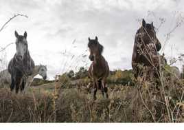 Chevaux de cerdagne