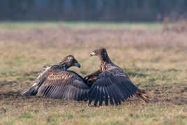 Position du parapluie