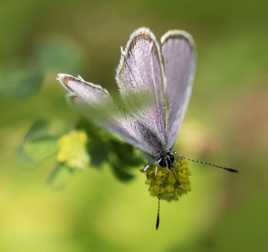 Papillon