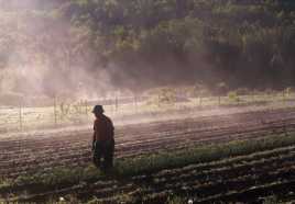 À l'aube dans les jardins