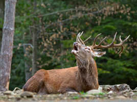 le brâme a commencé.