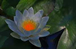 nénuphar opaline coeur lumineux