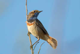 Gorgebleue à miroir